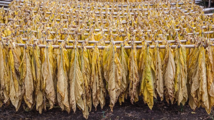 Tobacco Market